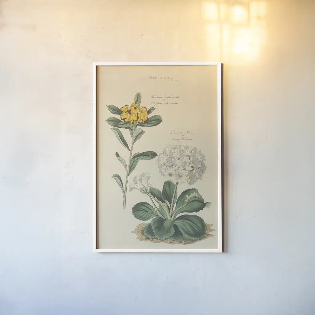 Botanical Print II by Wild Apple Portfolio. shown as a paper print in a white frame. Available as a archival giclee rolled canvas, fine art paper, or poster print. SKU 68202h.