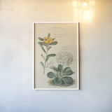 Botanical Print II by Wild Apple Portfolio. shown as a paper print in a white frame. Available as a archival giclee rolled canvas, fine art paper, or poster print. SKU 68202h.