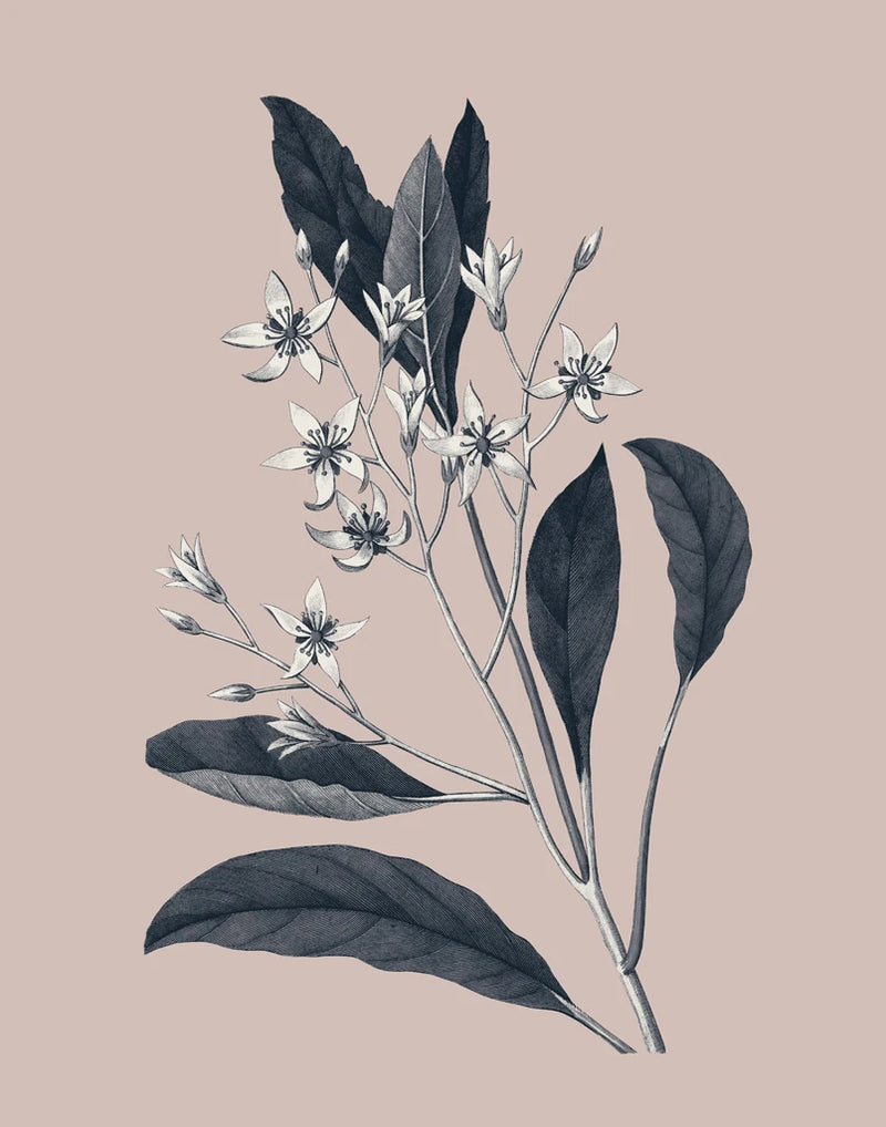 Botanical V on Pink by Wild Apple Portfolio
