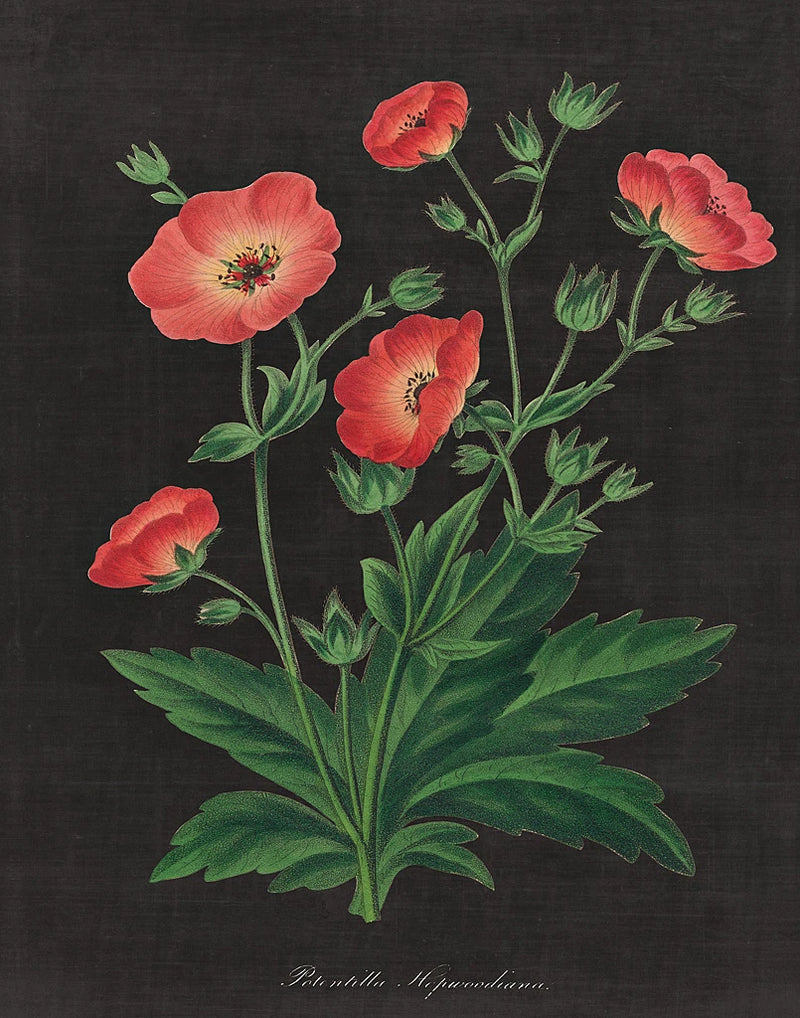 Botanical on Black Chart XII by Wild Apple Portfolio