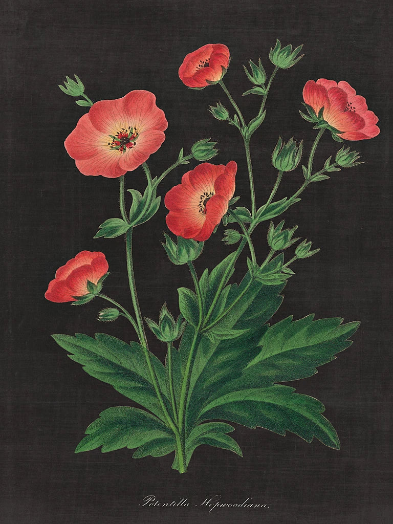 Botanical on Black Chart XII by Wild Apple Portfolio