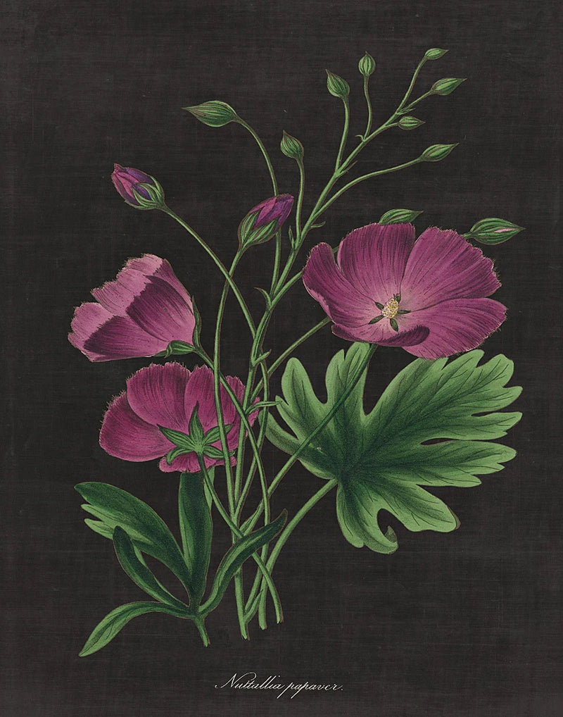Botanical on Black Chart XIII by Wild Apple Portfolio