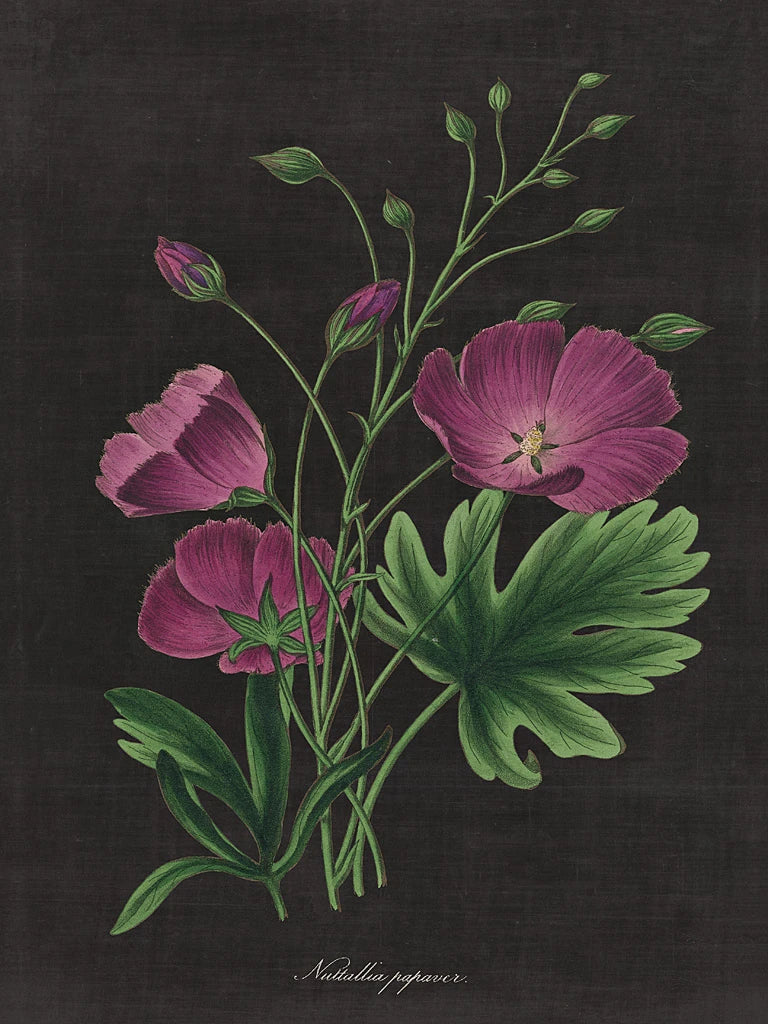 Botanical on Black Chart XIII by Wild Apple Portfolio