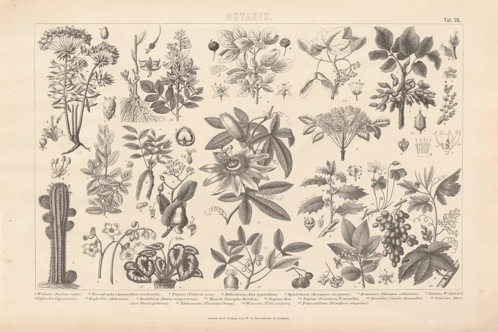 Botanik I Vintage by Wild Apple Portfolio. SKU 48457i. Archival Giclee Fine art print for wall decor.