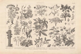 Botanik I Vintage by Wild Apple Portfolio. SKU 48457i. Archival Giclee Fine art print for wall decor.