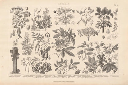 Botanik I Vintage by Wild Apple Portfolio. SKU 48457i. Archival Giclee Fine art print for wall decor.