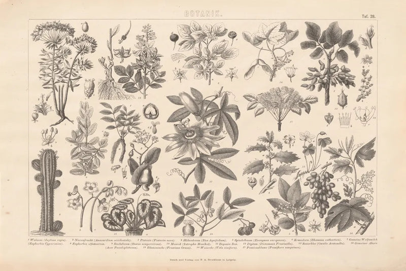 Botanik I Vintage by Wild Apple Portfolio. SKU 48457i. Archival Giclee Fine art print for wall decor.
