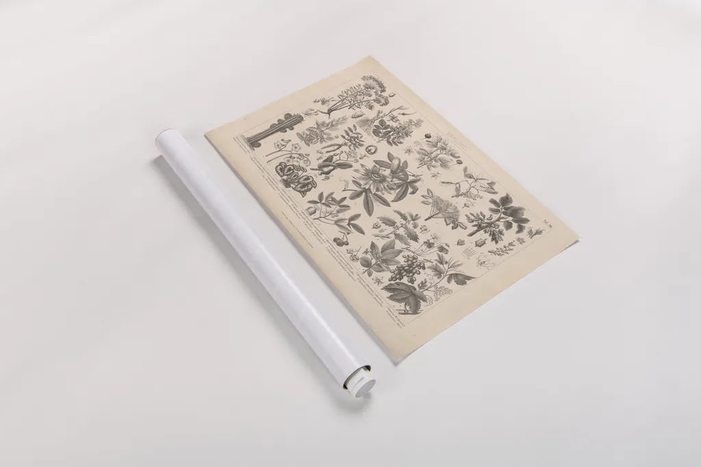 Botanik I Vintage by Wild Apple Portfolio. shown as a rolled paper print. Available as archival giclee rolled canvas, fine art paper, or poster print. SKU 48457i.