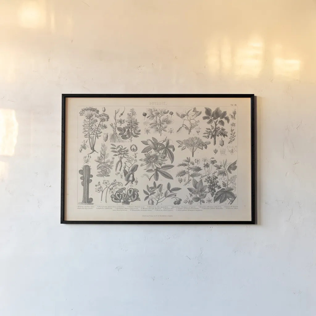 Botanik I Vintage by Wild Apple Portfolio. shown as a paper print in a black flame. Available as a archival giclee rolled canvas, fine art paper, or poster print. SKU 48457i.