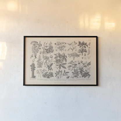 Botanik I Vintage by Wild Apple Portfolio. shown as a paper print in a black flame. Available as a archival giclee rolled canvas, fine art paper, or poster print. SKU 48457i.
