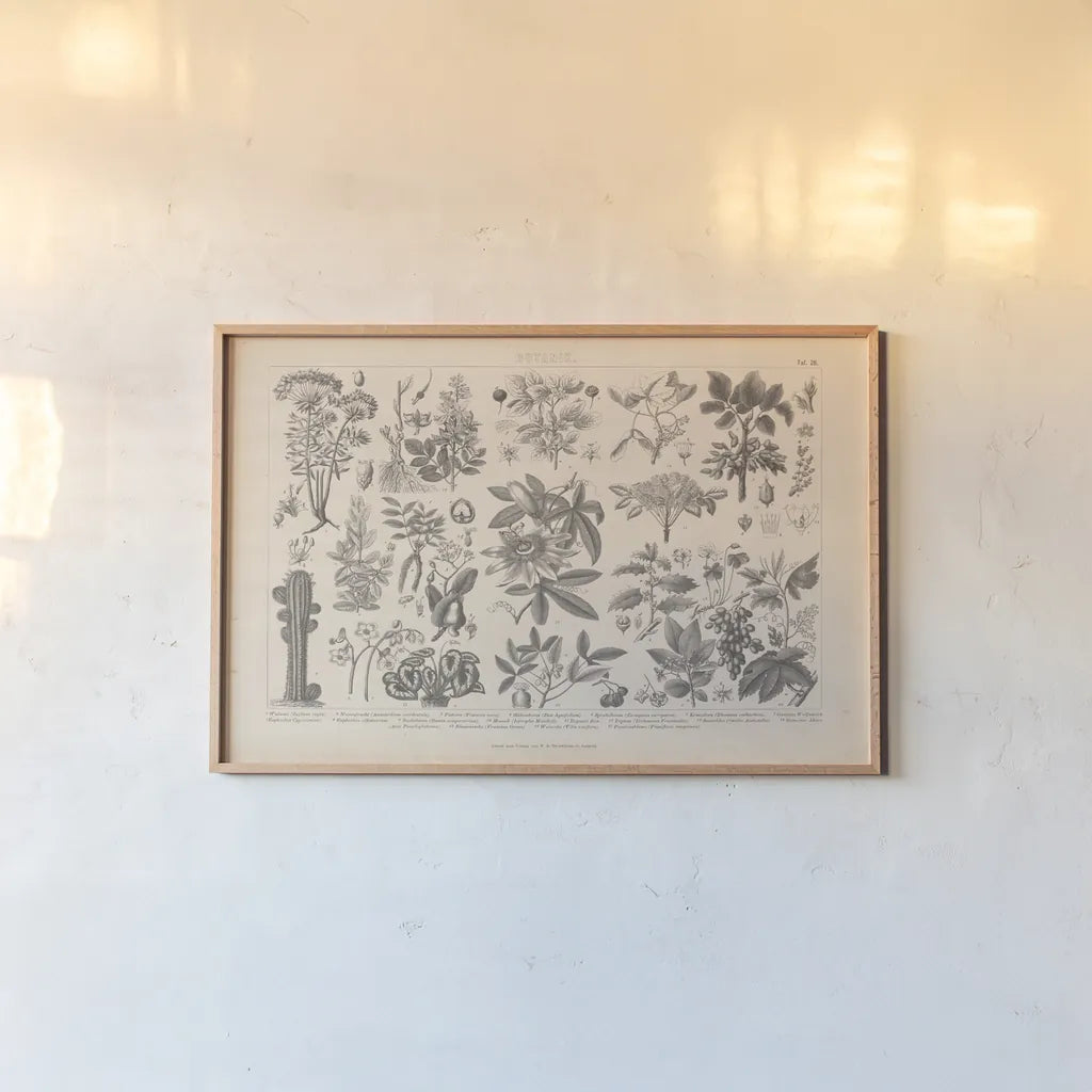 Botanik I Vintage by Wild Apple Portfolio. shown as a paper print in a natural frame. Available as a archival giclee rolled canvas, fine art paper, or poster print. SKU 48457i.