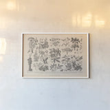 Botanik I Vintage by Wild Apple Portfolio. shown as a paper print in a white frame. Available as a archival giclee rolled canvas, fine art paper, or poster print. SKU 48457i.