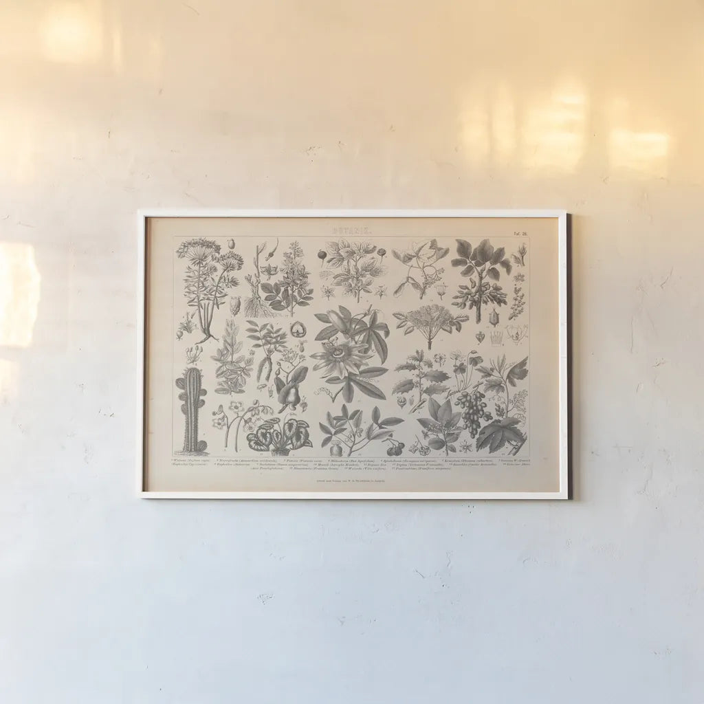 Botanik I Vintage by Wild Apple Portfolio. shown as a paper print in a white frame. Available as a archival giclee rolled canvas, fine art paper, or poster print. SKU 48457i.