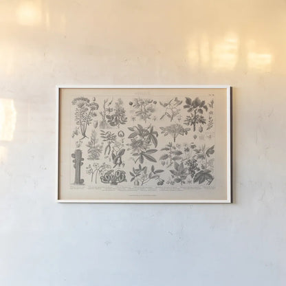 Botanik I Vintage by Wild Apple Portfolio. shown as a paper print in a white frame. Available as a archival giclee rolled canvas, fine art paper, or poster print. SKU 48457i.