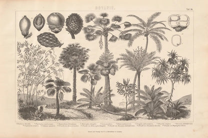 Botanik II Vintage by Wild Apple Portfolio. SKU 48458i. Archival Giclee Fine art print for wall decor.