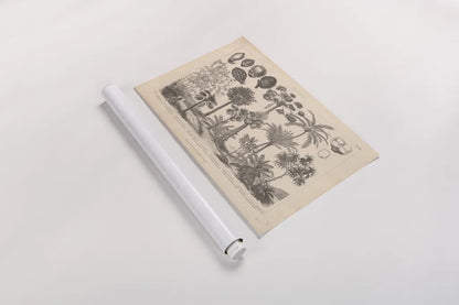 Botanik II Vintage by Wild Apple Portfolio. shown as a rolled paper print. Available as archival giclee rolled canvas, fine art paper, or poster print. SKU 48458i.