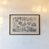 Botanik II Vintage by Wild Apple Portfolio. shown as a paper print in a black flame. Available as a archival giclee rolled canvas, fine art paper, or poster print. SKU 48458i.