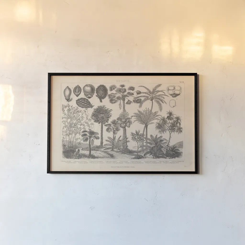 Botanik II Vintage by Wild Apple Portfolio. shown as a paper print in a black flame. Available as a archival giclee rolled canvas, fine art paper, or poster print. SKU 48458i.