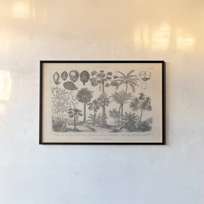 Botanik II Vintage by Wild Apple Portfolio. shown as a paper print in a black flame. Available as a archival giclee rolled canvas, fine art paper, or poster print. SKU 48458i.