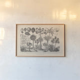 Botanik II Vintage by Wild Apple Portfolio. shown as a paper print in a natural frame. Available as a archival giclee rolled canvas, fine art paper, or poster print. SKU 48458i.