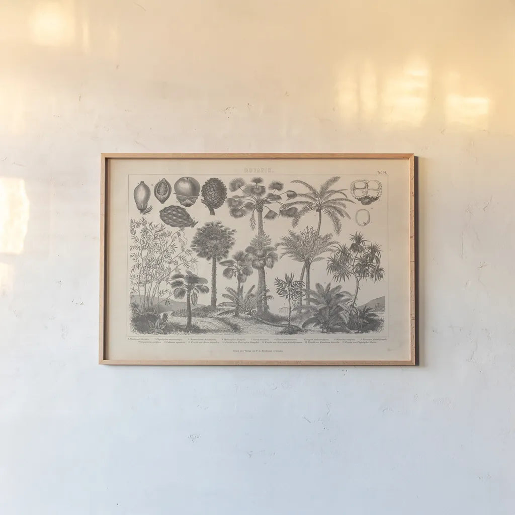 Botanik II Vintage by Wild Apple Portfolio. shown as a paper print in a natural frame. Available as a archival giclee rolled canvas, fine art paper, or poster print. SKU 48458i.