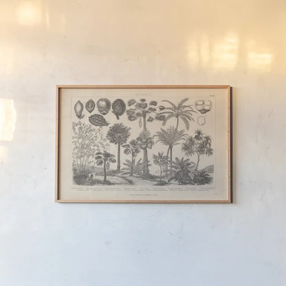 Botanik II Vintage by Wild Apple Portfolio. shown as a paper print in a natural frame. Available as a archival giclee rolled canvas, fine art paper, or poster print. SKU 48458i.