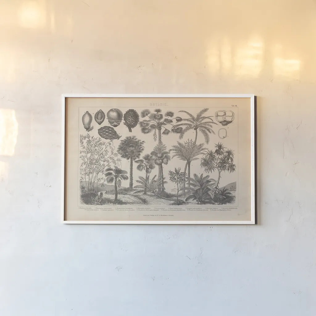 Botanik II Vintage by Wild Apple Portfolio. shown as a paper print in a white frame. Available as a archival giclee rolled canvas, fine art paper, or poster print. SKU 48458i.