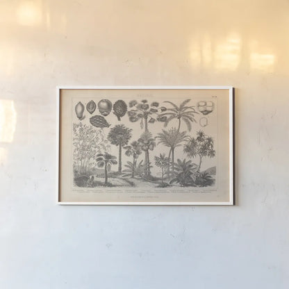 Botanik II Vintage by Wild Apple Portfolio. shown as a paper print in a white frame. Available as a archival giclee rolled canvas, fine art paper, or poster print. SKU 48458i.