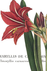 Botanique I by Wild Apple Portfolio. SKU 1880h. Archival Giclee Fine art print for wall decor.