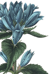 Botanique II no Words by Wild Apple Portfolio. SKU 25342h. Archival Giclee Fine art print for wall decor.