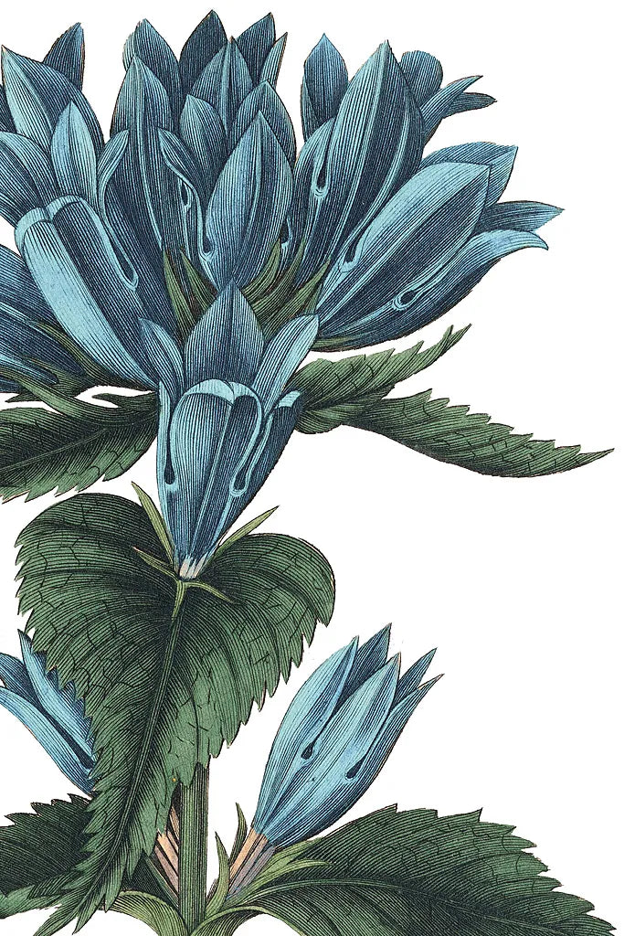 Botanique II no Words by Wild Apple Portfolio. SKU 25342h. Archival Giclee Fine art print for wall decor.
