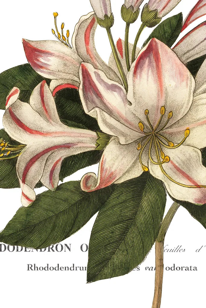 Botanique III by Wild Apple Portfolio. SKU 1882h. Archival Giclee Fine art print for wall decor.