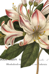 Botanique III by Wild Apple Portfolio. SKU 1882h. Archival Giclee Fine art print for wall decor.