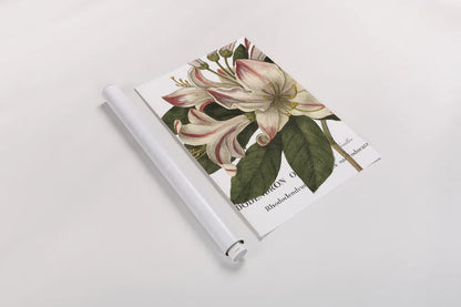 Botanique III by Wild Apple Portfolio. shown as a rolled paper print. Available as archival giclee rolled canvas, fine art paper, or poster print. SKU 1882h.