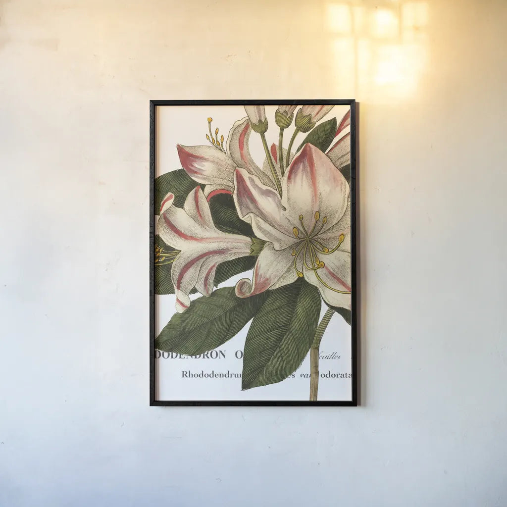 Botanique III by Wild Apple Portfolio. shown as a paper print in a black flame. Available as a archival giclee rolled canvas, fine art paper, or poster print. SKU 1882h.