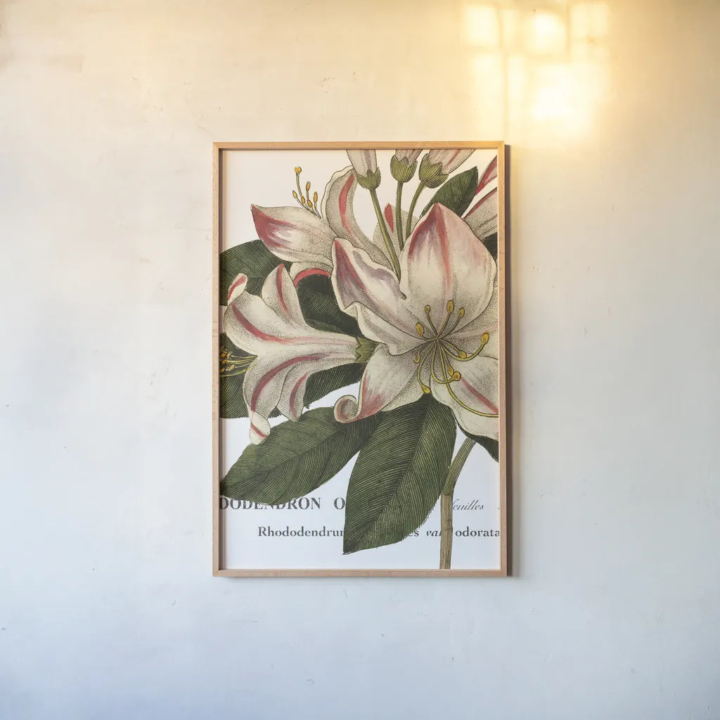 Botanique III by Wild Apple Portfolio. shown as a paper print in a natural frame. Available as a archival giclee rolled canvas, fine art paper, or poster print. SKU 1882h.