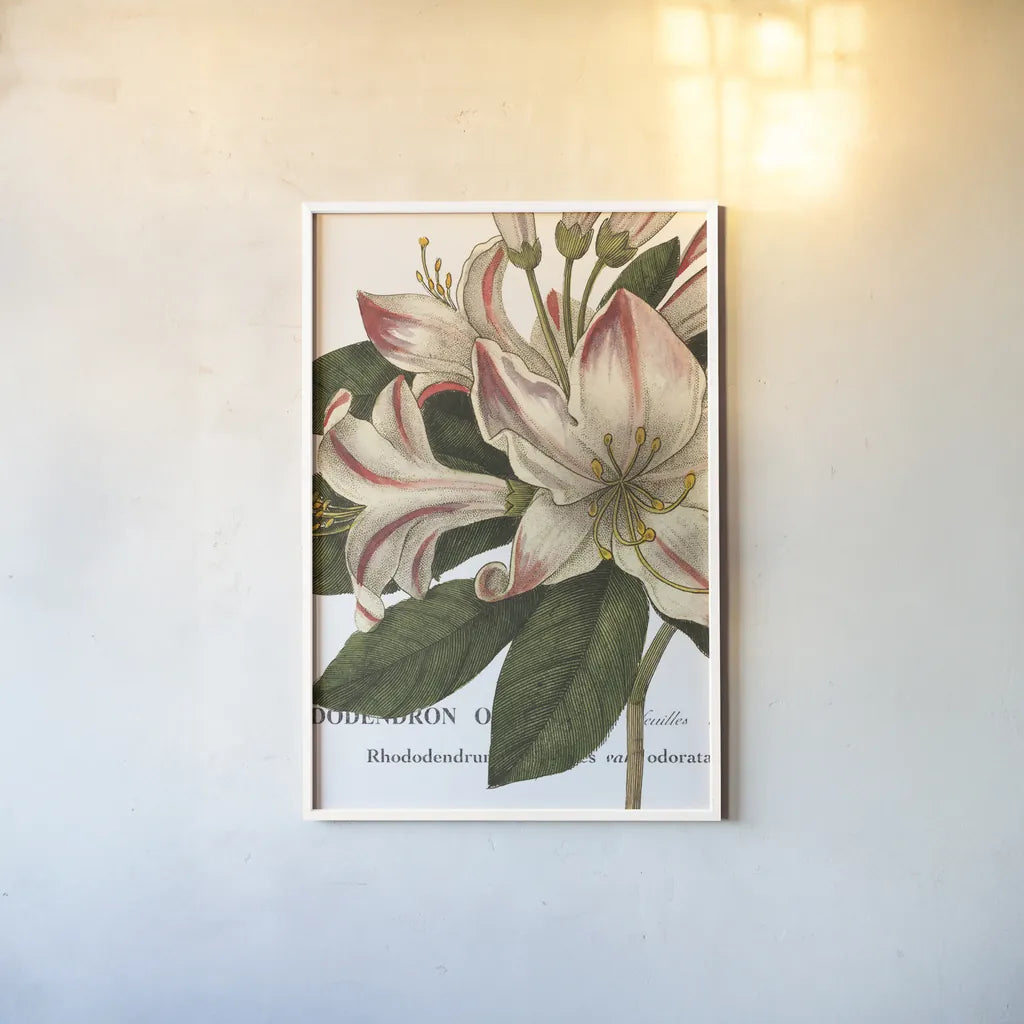 Botanique III by Wild Apple Portfolio. shown as a paper print in a white frame. Available as a archival giclee rolled canvas, fine art paper, or poster print. SKU 1882h.