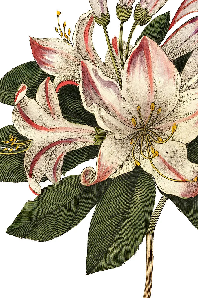 Botanique III no Words by Wild Apple Portfolio. SKU 25343h. Archival Giclee Fine art print for wall decor.