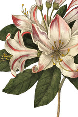 Botanique III no Words by Wild Apple Portfolio. SKU 25343h. Archival Giclee Fine art print for wall decor.