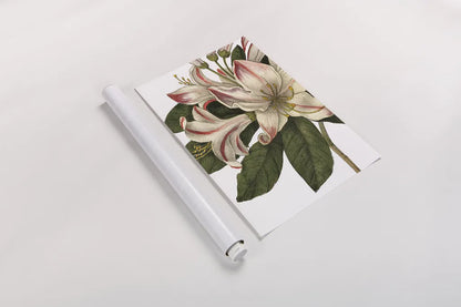 Botanique III no Words by Wild Apple Portfolio. shown as a rolled paper print. Available as archival giclee rolled canvas, fine art paper, or poster print. SKU 25343h.