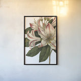 Botanique III no Words by Wild Apple Portfolio. shown as a paper print in a black flame. Available as a archival giclee rolled canvas, fine art paper, or poster print. SKU 25343h.