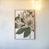 Botanique III no Words by Wild Apple Portfolio. shown as a paper print in a natural frame. Available as a archival giclee rolled canvas, fine art paper, or poster print. SKU 25343h.