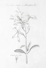 Botany Book IX by Wild Apple Portfolio. SKU 38334h. Archival Giclee Fine art print for wall decor.