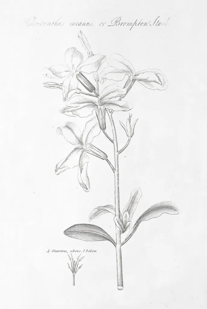 Botany Book IX by Wild Apple Portfolio. SKU 38334h. Archival Giclee Fine art print for wall decor.