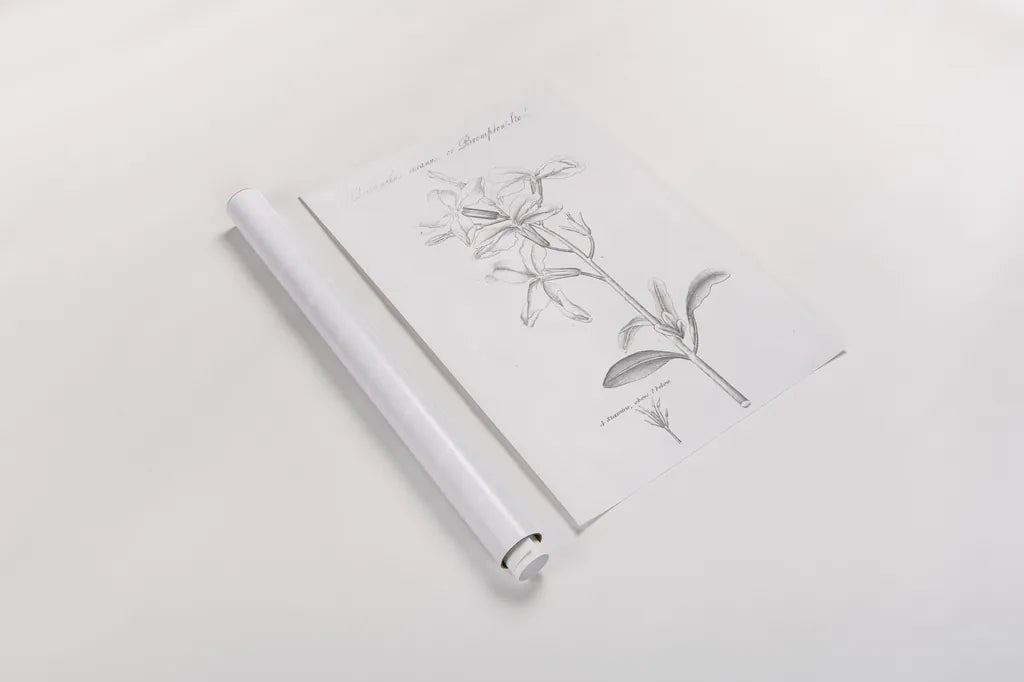 Botany Book IX by Wild Apple Portfolio. shown as a rolled paper print. Available as archival giclee rolled canvas, fine art paper, or poster print. SKU 38334h.