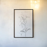 Botany Book IX by Wild Apple Portfolio. shown as a paper print in a black flame. Available as a archival giclee rolled canvas, fine art paper, or poster print. SKU 38334h.