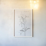 Botany Book IX by Wild Apple Portfolio. shown as a paper print in a white frame. Available as a archival giclee rolled canvas, fine art paper, or poster print. SKU 38334h.
