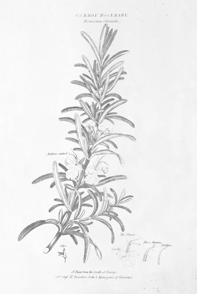 Botany Book VI by Wild Apple Portfolio. SKU 38331h. Archival Giclee Fine art print for wall decor.