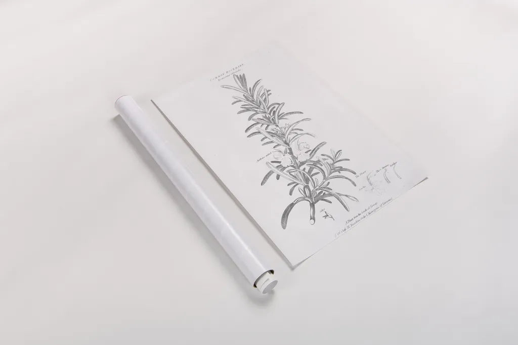 Botany Book VI by Wild Apple Portfolio. shown as a rolled paper print. Available as archival giclee rolled canvas, fine art paper, or poster print. SKU 38331h.