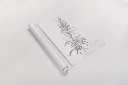 Botany Book VI by Wild Apple Portfolio. shown as a rolled paper print. Available as archival giclee rolled canvas, fine art paper, or poster print. SKU 38331h.